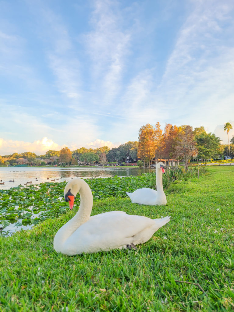 Swans resting at Lake Morton, one of the best places in Lakeland for photos